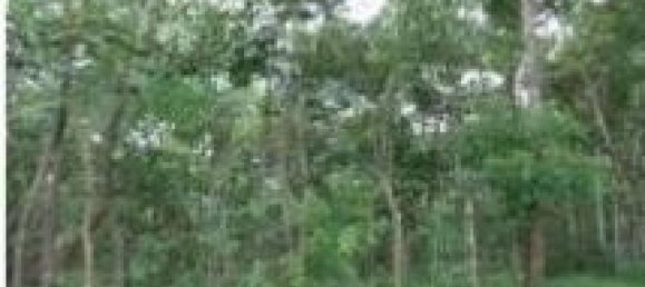 Земельный участок в Гарабито, Коста-Рика № 1930 5