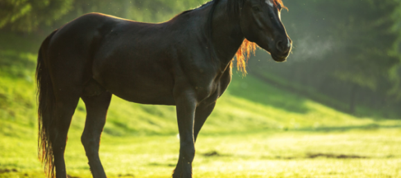 Дом с 8 спальнями в Баден-Баден, Германия № 51363 2