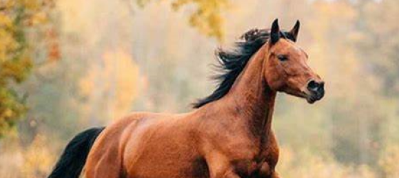 Дом с 8 спальнями в Баден-Баден, Германия № 51363 3