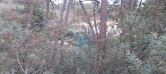 2500m² Land in Viseu, Portugal No. 44674 4