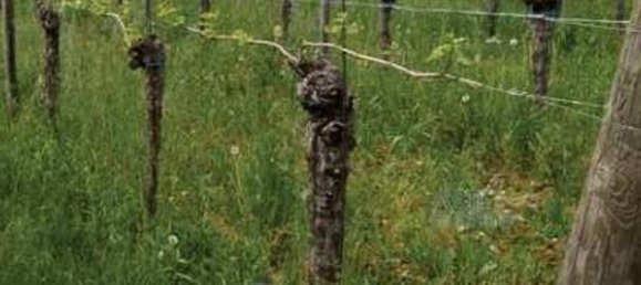 19055m² Land in Gorizia, Italy No. 19744 11