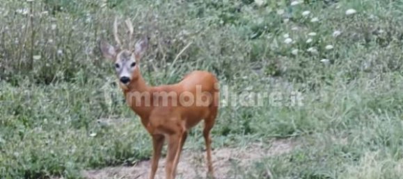 3 Schlafzimmer Haus in Trisobbio, Italy, Nr. 333381 12