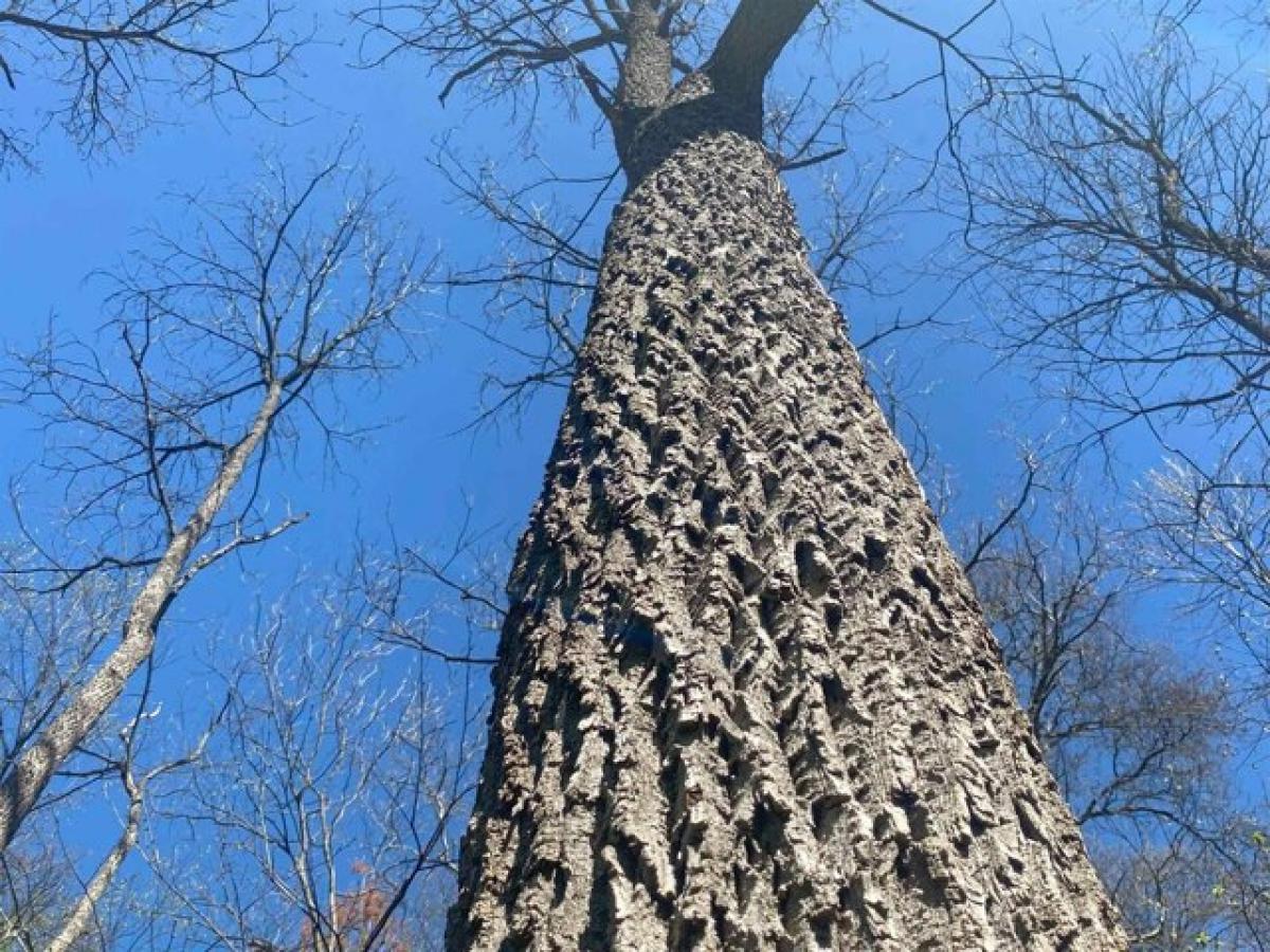  Land in Dodgeville, USA No. 475684