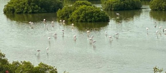 2 chambres Appartement à Creekside Residence, Al Zorah, UAE No. 118405 22