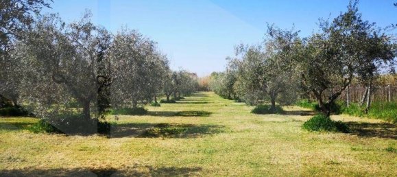 6000m² Land in Ciampino, Italy No. 20737 4
