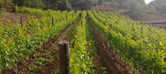 6 rooms House in Mamoiada, Italy No. 49831 10