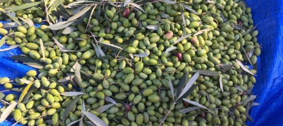 6 rooms House in Mamoiada, Italy No. 49831 13