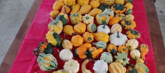 6 rooms House in Mamoiada, Italy No. 49831 40