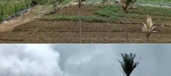 Grundstück in Buleleng, Indonesia 5000m², Nr. 4342 2