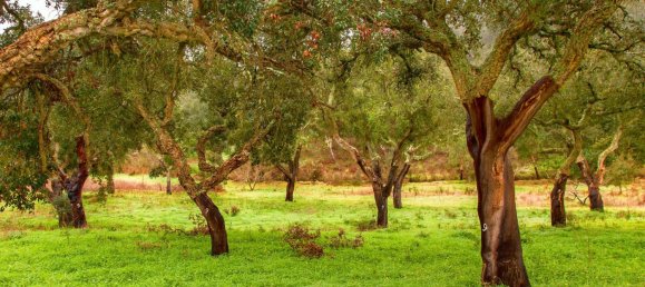 Terreno em Cadiz, Spain N.º 26960 12