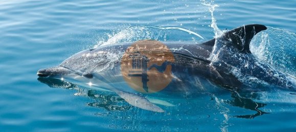 Terreno em Albufeira, Portugal N.º 103144 5