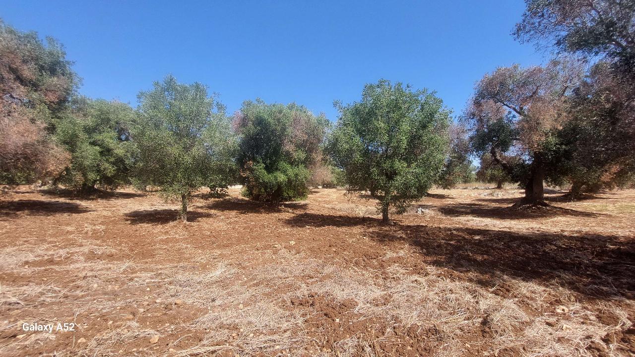 Terreno em Carovigno, Italy 14330 m² N.º 105867