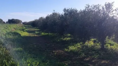 Grundstück in Bellvei, Spain 11500m², Nr. 252865