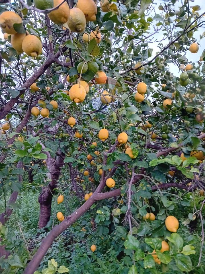 Terreno de 1 divisão em Acireale, Italy N.º 13759