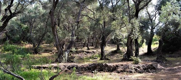 33000m² Hotel in Corfu, Greece No. 4804 19