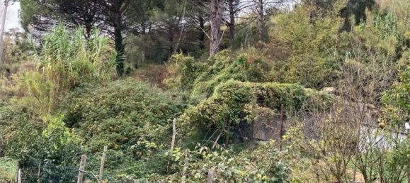 35000m² Land in Fauglia, Italy No. 171077 4