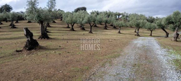 19 bedrooms Castles in Crato, Portugal No. 132399 35