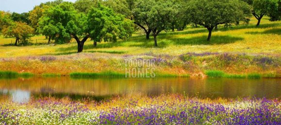 19 bedrooms Castles in Crato, Portugal No. 132399 16