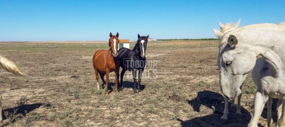 19 bedrooms Castles in Crato, Portugal No. 132399 4