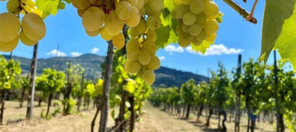 15 Schlafzimmer Villa in Cortona, Italy, Nr. 444 5