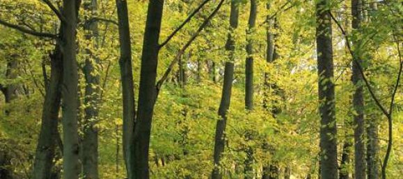  قطعة أرض في Brandenburg, Germany رقم 42415 3