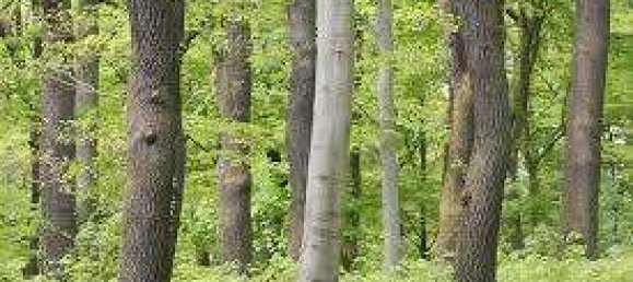  قطعة أرض في Brandenburg, Germany رقم 42415 2