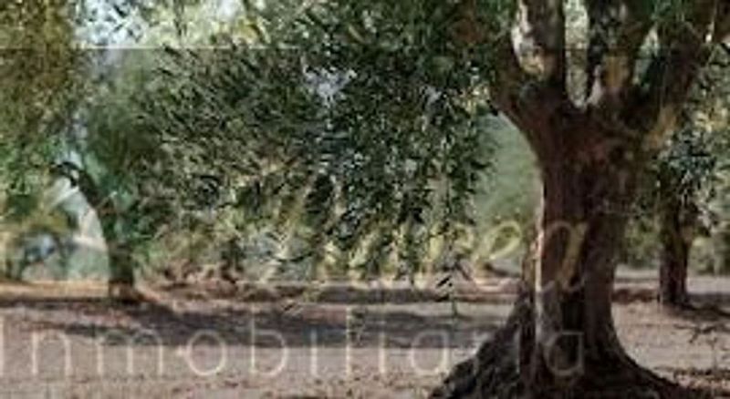 Terrain à Rute, Spain 11751m² No. 223956