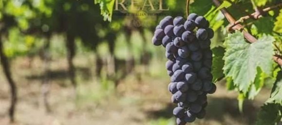 Casa de 6 habitaciónes en Greve in Chianti, Italy No. 86830 4