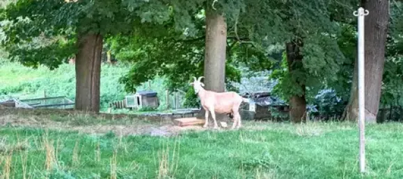 Коммерческая недвижимость с 8 комнатами в Баутцен, Германия № 291909 39