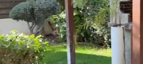 4 Schlafzimmer Gewerbliche Immobilie in Germasogeia, Cyprus, Nr. 20447 10