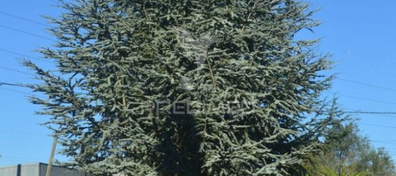 9 Schlafzimmer Haus in Palmela, Portugal, Nr. 124730 19