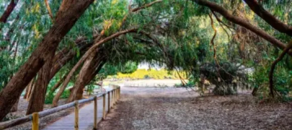 Бунгало с 1 спальней в Торревьеха, Испания № 136064 32