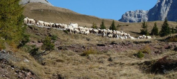 Terreno em Primiero San Martino di Castrozza, Italy 1700 m² N.º 300068 6