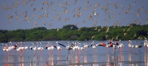 4 bedrooms Villa in Al Zorah, UAE No. 103105 20