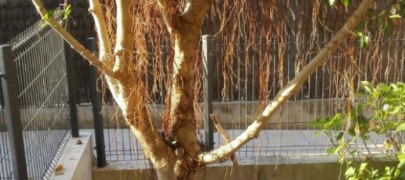 4 bedrooms Apartment in Coma-Ruga, Spain No. 303 10