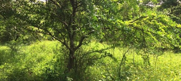 terreno en venta en Liberia, Guanacaste, Costa Rica № 1618 2