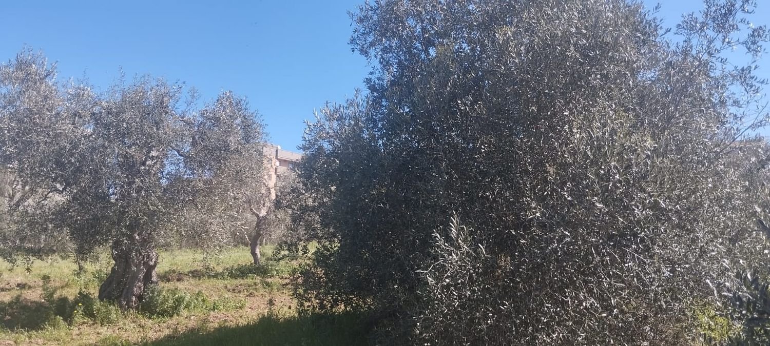 3000m² Land in Bari, Italy No. 29875