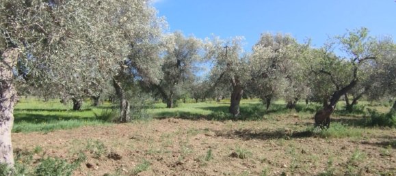 3000m² Land in Bari, Italy No. 29875 10
