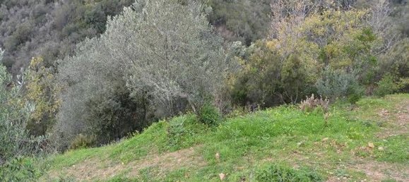 28400m² Land in Pollica, Italy No. 133946 4