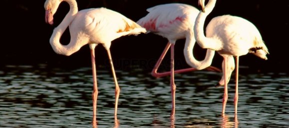 Terreno en Olhao, Portugal 91 m² No. 159152 14