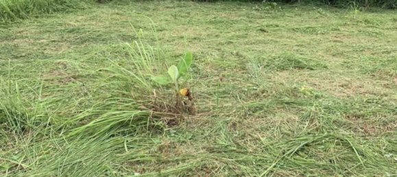 عقار تجاري في Chalong, Thailand رقم 24098 4