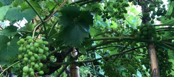 2 rooms House in Santa Venerina, Italy No. 263914 8