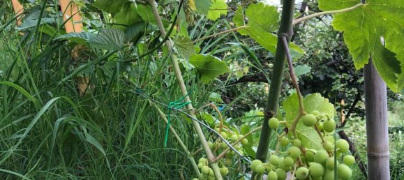 2 rooms House in Santa Venerina, Italy No. 263914 16