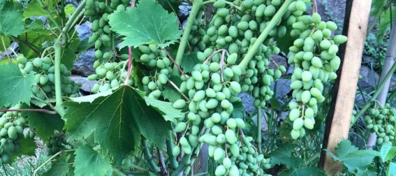 2 rooms House in Santa Venerina, Italy No. 263914 10