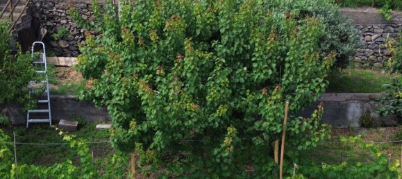 2 rooms House in Santa Venerina, Italy No. 263914 3