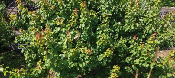 2 rooms House in Santa Venerina, Italy No. 263914 11