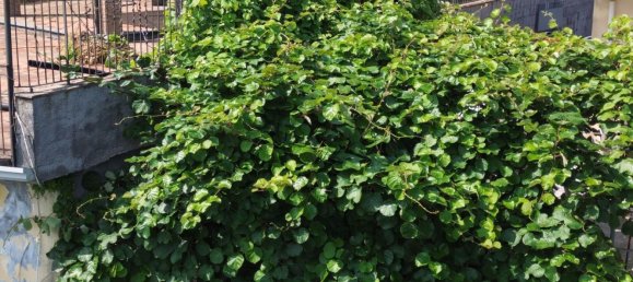 2 rooms House in Santa Venerina, Italy No. 263914 20