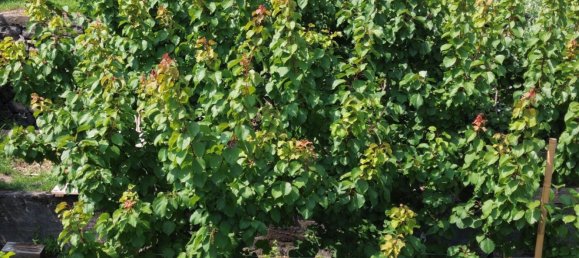 2 rooms House in Santa Venerina, Italy No. 263914 17