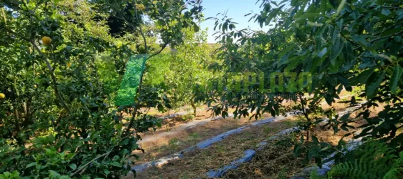 Grundstück in Monchique, Portugal 1960m², Nr. 67904 3