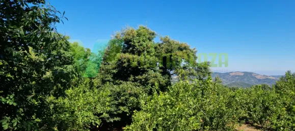 Grundstück in Monchique, Portugal 1960m², Nr. 67904 2